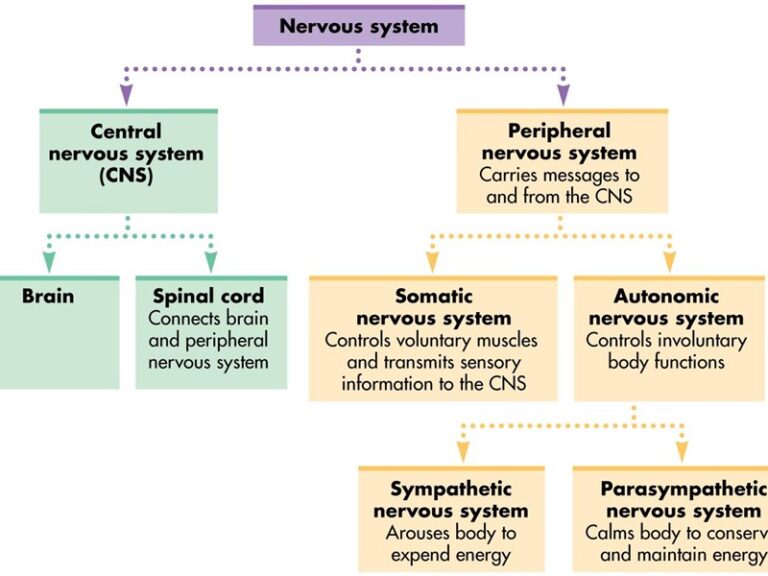 nervous-system