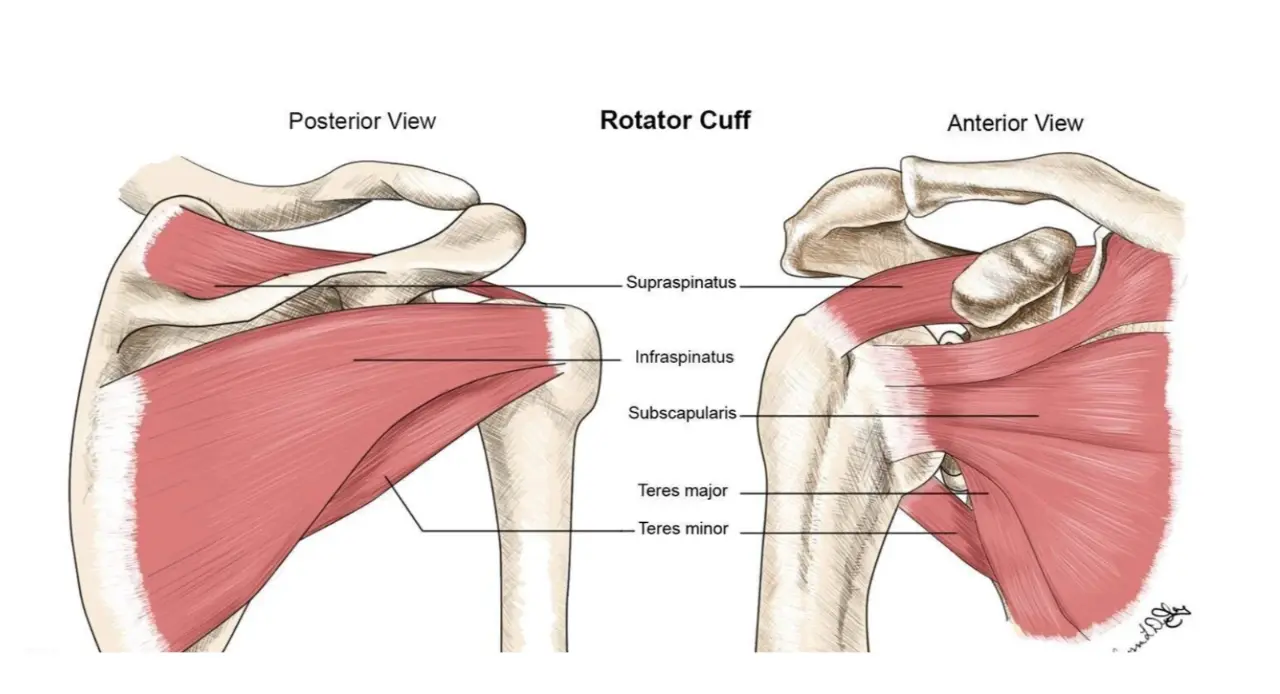rotator cuff tear chiropractor melbourne